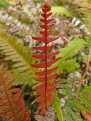 Blechnum parrisiae. Young uncoiling frond coloured red.
 Image: L.R. Perrie © Te Papa CC BY-NC 3.0 NZ